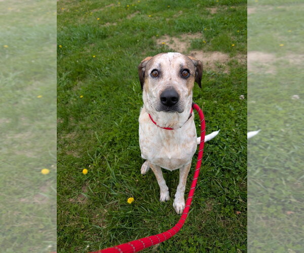 Medium Photo #3 Mutt Puppy For Sale in Pierceton , IN, USA