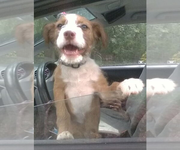 Medium Photo #4 Mutt Puppy For Sale in Mundelein, IL, USA