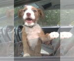 Small #3 Mutt