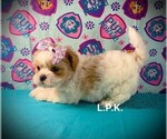 Small Shorkie Tzu