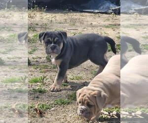 Olde English Bulldogge Puppy for Sale in COVENTRY, Rhode Island USA