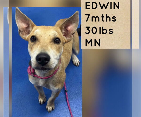 Medium Photo #2 Retriever -Unknown Mix Puppy For Sale in Woodbury, NY, USA