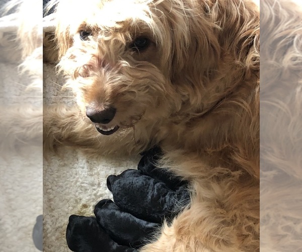 Medium Photo #3 Goldendoodle-Poodle (Standard) Mix Puppy For Sale in URBANA, OH, USA