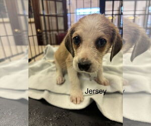 Beagle-Unknown Mix Dogs for adoption in Holly Springs, NC, USA