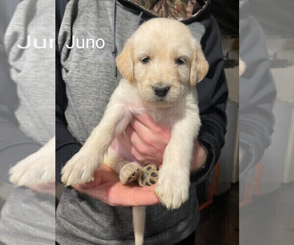 Medium Photo #2 Labradoodle Puppy For Sale in MUNCY, PA, USA