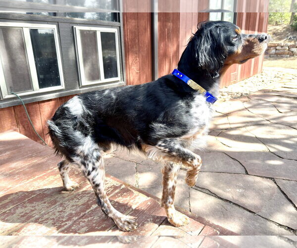 Medium Photo #4 - Mix Puppy For Sale in Curwensville, PA, USA