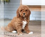 Small #3 Goldendoodle (Miniature)