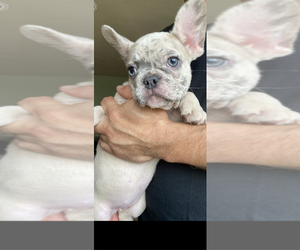 French Bulldog Puppy for sale in STKN, CA, USA