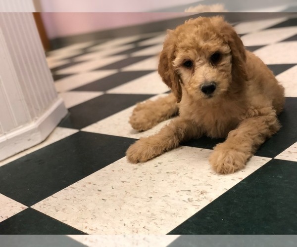 Medium Photo #3 Poodle (Standard) Puppy For Sale in WILSONVILLE, OR, USA