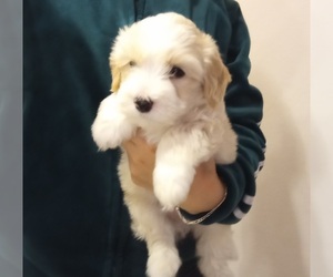 Cavapoo-Maltipoo Mix Puppy for sale in WILMINGTON, CA, USA
