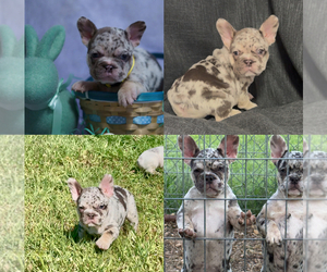French Bulldog Puppy for sale in WEATHERFORD, TX, USA
