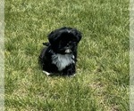 Puppy Jean Shih Tzu