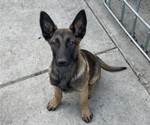 Puppy 2 Malinois