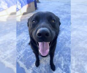 German Shepherd Dog-Unknown Mix Dogs for adoption in Camarillo, CA, USA