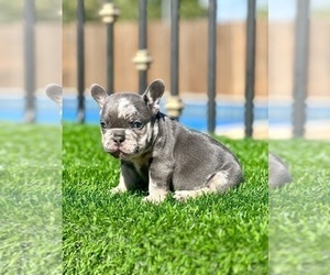 French Bulldog Puppy for sale in BROOKLYN, NY, USA