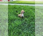 Small Photo #4 Chihuahua Puppy For Sale in NEW HAVEN, IN, USA