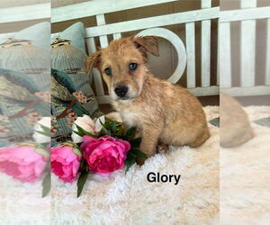Mutt Dogs for adoption in Oak Bluffs, MA, USA