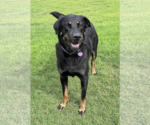 Medium Photo #5 Labrottie Puppy For Sale in Fort Worth, TX, USA