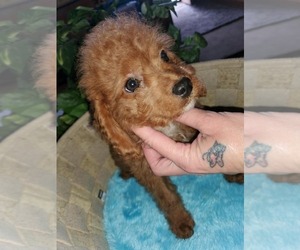 Cavalier King Charles Spaniel-Poodle (Toy) Mix Puppy for sale in KENDALL, WI, USA