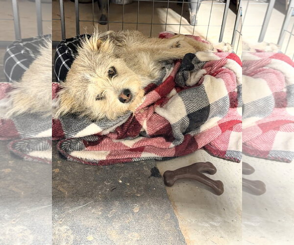 Medium Photo #2 Mutt Puppy For Sale in Grafton, WI, USA