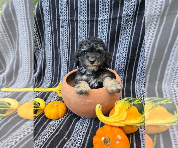 Medium Photo #5 Poodle (Miniature) Puppy For Sale in CANON CITY, CO, USA