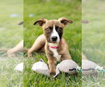 Small #8 American Staffordshire Terrier Mix