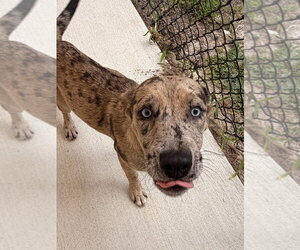 Labrador Retriever Dogs for adoption in Tarboro, NC, USA