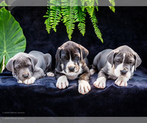 Medium Photo #1 Great Dane Puppy For Sale in WAKARUSA, IN, USA