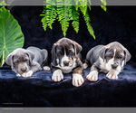 Small Great Dane