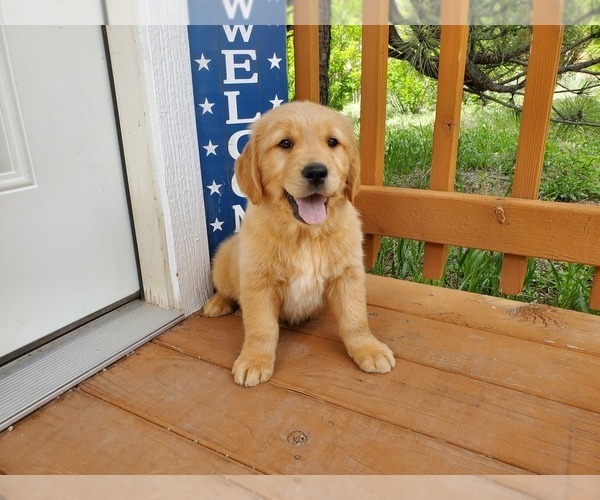Medium Photo #2 Golden Retriever Puppy For Sale in PEYTON, CO, USA