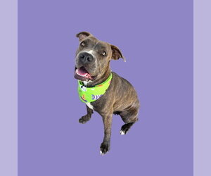 Mutt Dogs for adoption in Bakersfield, CA, USA