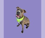 *ROSE - Female Mutt Dog for Adoption - Small photo