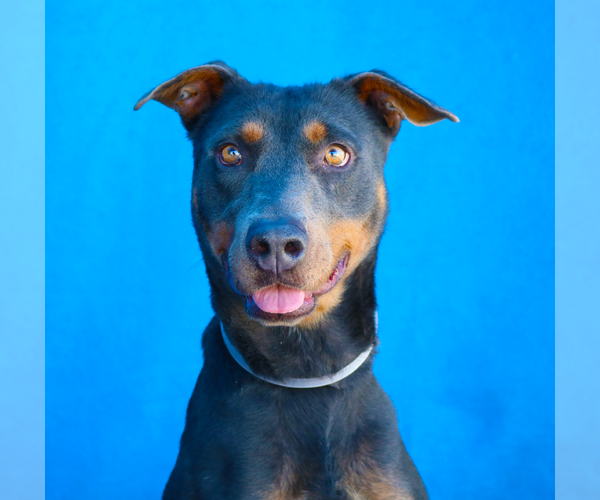 Medium Photo #2 Rhodesian Ridgeback Puppy For Sale in Pasadena, CA, USA