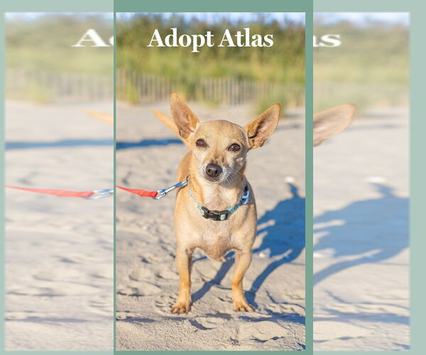 Medium Photo #4 Chihuahua Puppy For Sale in Oakhurst, NJ, USA