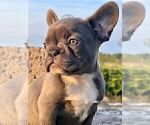 Small French Bulldog