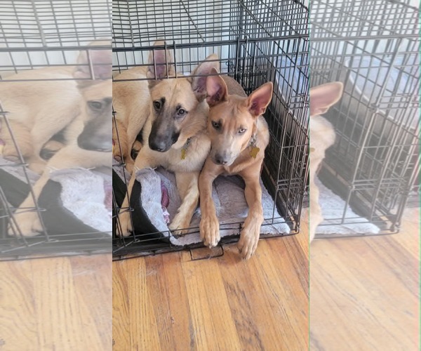 Medium Photo #2 Mutt Puppy For Sale in Sandy, UT, USA