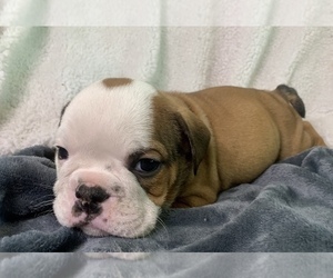 English Bulldog Puppy for sale in JOHNS ISLAND, SC, USA