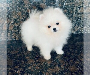 Pomeranian Puppy for sale in SUNNY ISL BCH, FL, USA