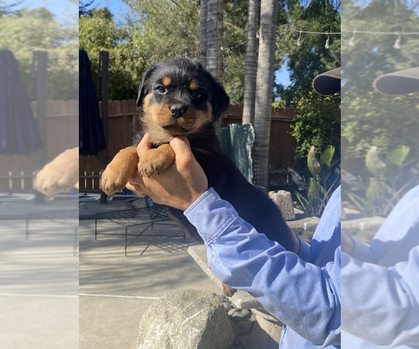 Medium Photo #1 Rottweiler Puppy For Sale in BAKERSFIELD, CA, USA