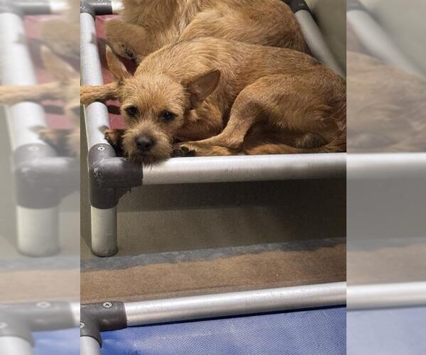 Medium Photo #1 Chihuahua Puppy For Sale in Bakersfield, CA, USA