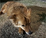 Small Photo #4 Golden Shepherd Puppy For Sale in BUCKEYE, AZ, USA