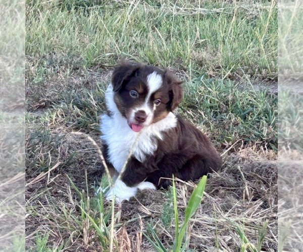Medium Photo #1 Miniature American Shepherd Puppy For Sale in CANTON, TX, USA