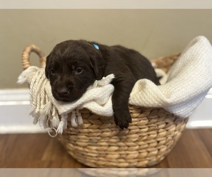 Labrador Retriever Puppy for sale in INDIANAPOLIS, IN, USA