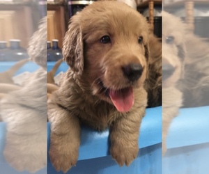 Golden Retriever Puppy for sale in SANTA ANA, CA, USA