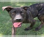 Small #1 American Pit Bull Terrier-Labrador Retriever Mix