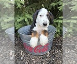 Small #3 Bernedoodle (Miniature)