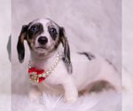 Small #3 Dachshund