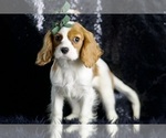 Small #4 Cavalier King Charles Spaniel