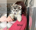 Small Photo #8 Siberian Husky Puppy For Sale in TRIMBLE, MO, USA