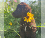 Puppy Peregrine Poodle (Standard)